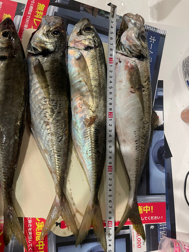 アジの釣果