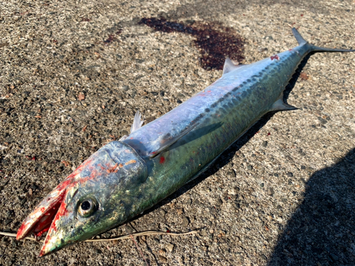 サゴシの釣果