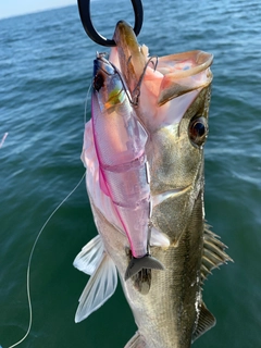 シーバスの釣果