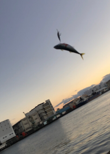 サバの釣果