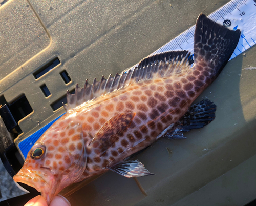 オオモンハタの釣果