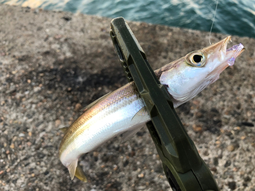 カマスの釣果