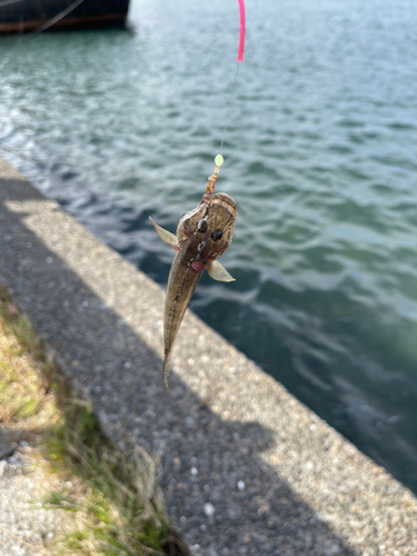 マハゼの釣果