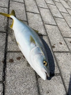 ハマチの釣果