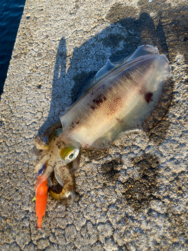 アオリイカの釣果