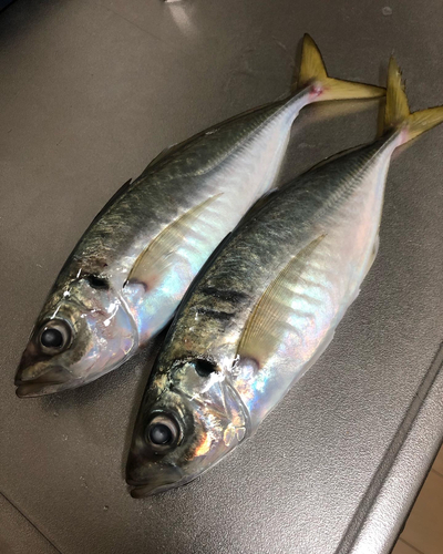 マアジの釣果