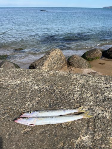 カマスの釣果