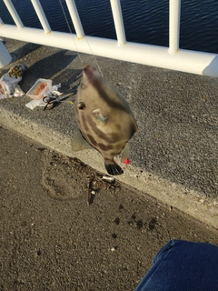 カワハギの釣果