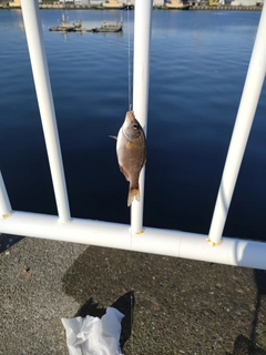 ウミタナゴの釣果