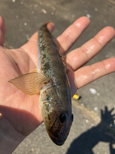 スズキの釣果