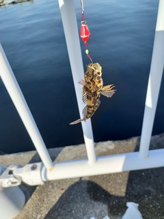 アナハゼの釣果