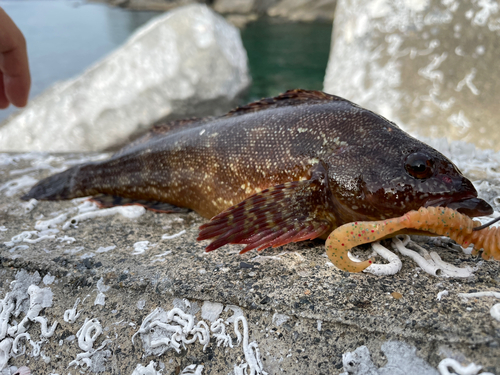 クジメの釣果