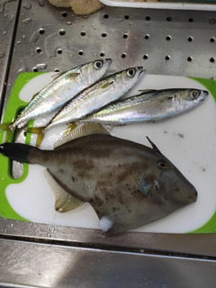 サバの釣果