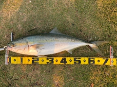 メジロの釣果