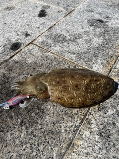 モンゴウイカの釣果