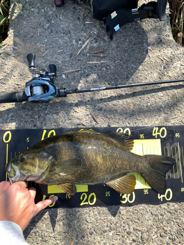 スモールマウスバスの釣果