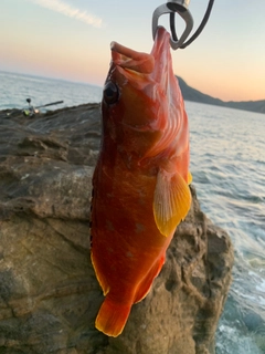 アカハタの釣果