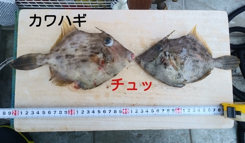 カワハギの釣果