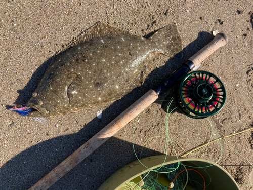 ヒラメの釣果