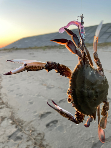 ワタリガニの釣果