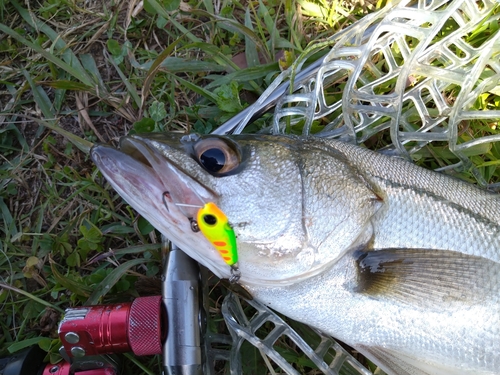 セイゴ（マルスズキ）の釣果