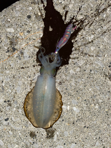 アオリイカの釣果