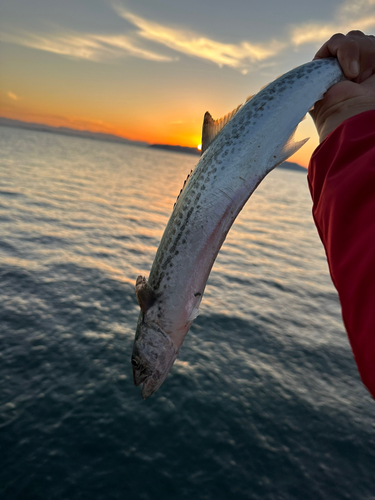 サゴシの釣果