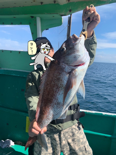 マダイの釣果