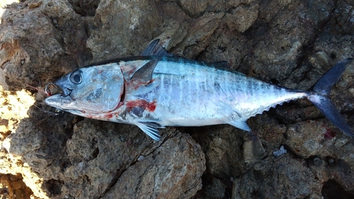 ヨコワの釣果