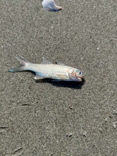 ツバメコノシロの釣果