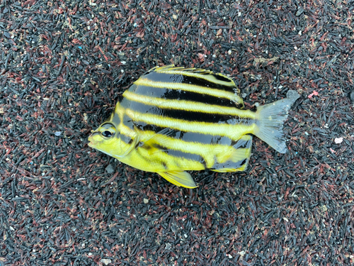 カゴカキダイの釣果