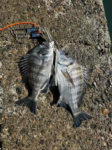 チヌの釣果