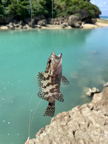 マダラハタの釣果