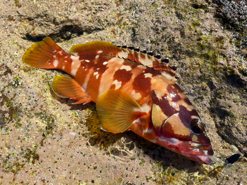 アカハタの釣果