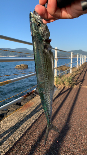 サゴシの釣果