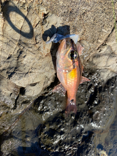 ネンブツダイの釣果