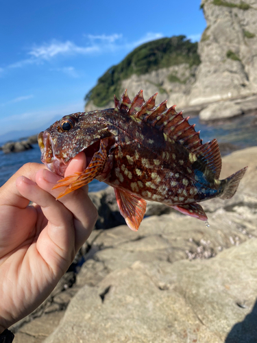 カサゴの釣果