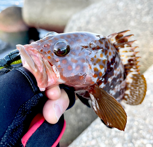 キジハタの釣果