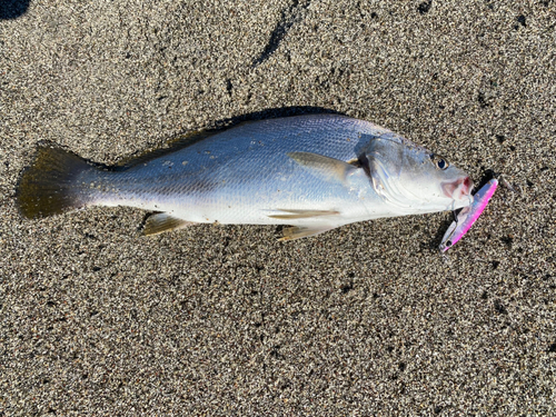 ニベの釣果