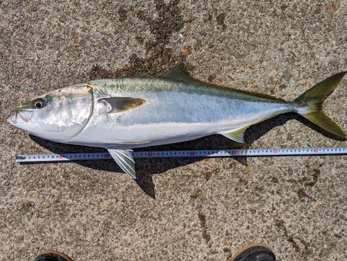 メジロの釣果