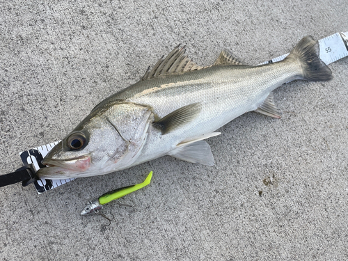 シーバスの釣果