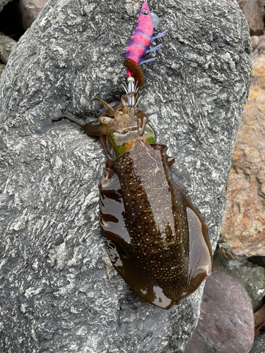 アオリイカの釣果