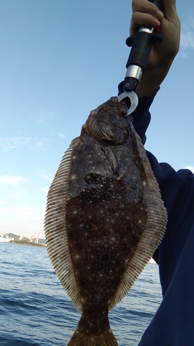 ヒラメの釣果