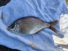 ウミタナゴの釣果