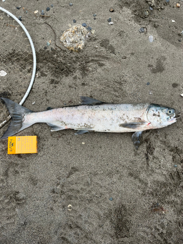 サケの釣果