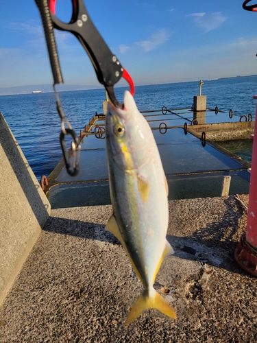 ハマチの釣果