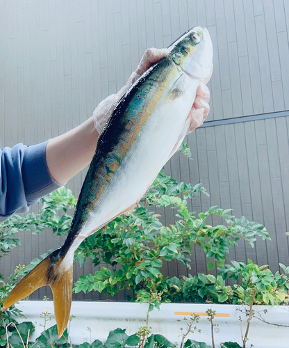 ハマチの釣果