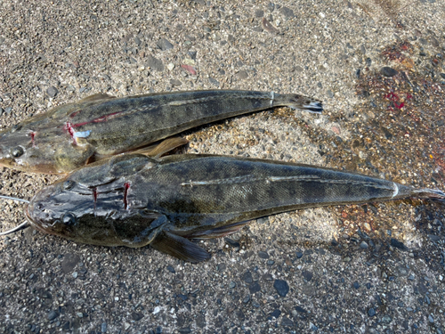 マゴチの釣果