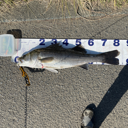 まぁ〜くんチャンネルの釣果