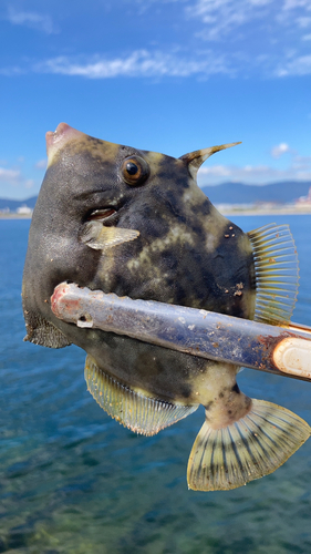 カワハギの釣果